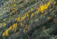 Herbst-Faerbung-Landschaft-Birken-Norwegen-B_NIK_1088_0004_0010