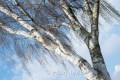 A_Z8B_20260310_0200