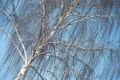 A_Z8B_20260310_0228_1