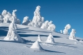 harz-brocken-winter-schnee-sonne-baum-gestalten-C_NIK_3549