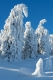 harz-brocken-winter-schnee-sonne-baum-gestalten-C_NIK_3612