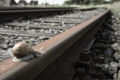 schnecke-bahnschiene-gleis-bahngleis-e_o1i1761