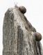 schnecken-gewinner-schneckenrennen-e_o1i1755