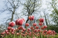tulpen-tulpenbeet-e_mg_2823