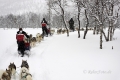 schlittenhunde-huskytrail-huskies-winterlandschaft-schweden-jaemtland-haerjedalen-1-sony_dsc1498