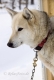 schlittenhunde-siberian-sibirischer-husky-1-sony_dsc1449