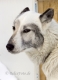 schlittenhunde-siberian-sibirischer-husky-1-sony_dsc1451