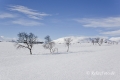 schweden-fjell-fjaell-winterlandschaft-jaemtland-haerjedalen-1-sony_dsc1593