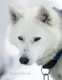 siberian-sibirischer-husky-portrait-portraet-weiss-1-sony_dsc1710