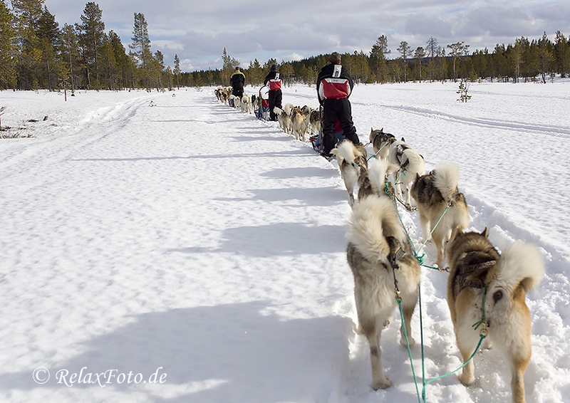 schlittenhunde-huskytrail-huskies-winterlandschaft-schweden-jaemtland-haerjedalen-1-sony_dsc1680