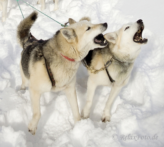 schlittenhunde-siberian-sibirischer-husky-bellend-jaulend-1-sony_dsc1402a