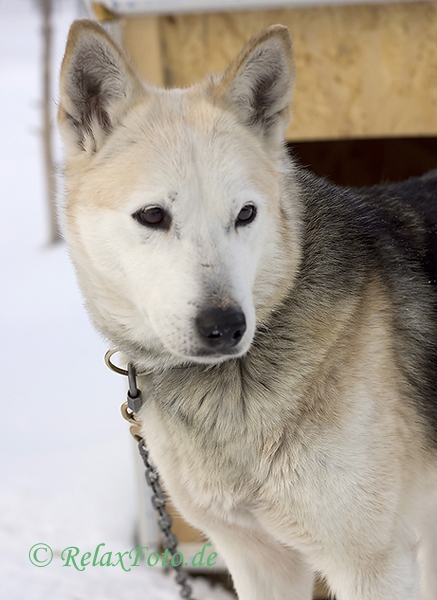 schlittenhunde-siberian-sibirischer-husky-1-sony_dsc1448
