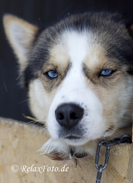 schlittenhunde-siberian-blaue Augen-sibirischer-husky-1-sony_dsc1704