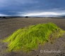 Landschaften-Wild-Atlantic-Way-Algen-gruene-Meereskueste-Kueste-Strand-Nordkueste-Irland-Nordirland-irische-nordirische-A-Sony_DSC2456