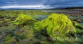 Landschaften-Wild-Atlantic-Way-Algen-gruene-Meereskueste-Kueste-Strand-Nordkueste-Irland-Nordirland-irische-nordirische-A-Sony_DSC2482