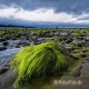 Landschaften-Wild-Atlantic-Way-Algen-gruene-Meereskueste-Kueste-Strand-Nordkueste-Irland-Nordirland-irische-nordirische-A-Sony_DSC2501