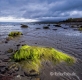 Landschaften-Wild-Atlantic-Way-Algen-gruene-Meereskueste-Kueste-Strand-Nordkueste-Irland-Nordirland-irische-nordirische-A-Sony_DSC2503