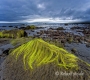 Landschaften-Wild-Atlantic-Way-Algen-gruene-Meereskueste-Kueste-Strand-Nordkueste-Irland-Nordirland-irische-nordirische-A-Sony_DSC2514