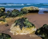 Landschaften-Wild-Atlantic-Way-Algen-gruene-Meereskueste-Kueste-Strand-Nordkueste-Irland-Nordirland-irische-nordirische-A_SAM4464