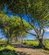 Landschaften-Wild-Atlantic-Way-Dark-Hedges-Alleen-Baumriesen-Baeume-Irland-Nordirland-irische-nordirische-A_NIK4560