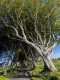 Landschaften-Wild-Atlantic-Way-Dark-Hedges-Alleen-Baumriesen-Baeume-Irland-Nordirland-irische-nordirische-A_NIK4573