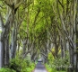 Landschaften-Wild-Atlantic-Way-Dark-Hedges-Alleen-Baumriesen-Baeume-Irland-Nordirland-irische-nordirische-A_NIK4628