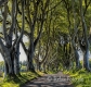 Landschaften-Wild-Atlantic-Way-Dark-Hedges-Alleen-Baumriesen-Baeume-Irland-Nordirland-irische-nordirische-A_SAM4299