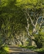 Landschaften-Wild-Atlantic-Way-Dark-Hedges-Alleen-Baumriesen-Baeume-Irland-Nordirland-irische-nordirische-A_SAM4306