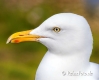 A_NIK4801