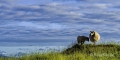 Irland-Schafe-Tiere-Weiden-Wiesen-Landschaften-irische-A-Sony_DSC2743
