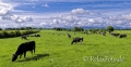 Irland-Viehweiden-Weidewirtschaft-Kuehe-Kuh-Kuhherde-irische-Landschaften-A_SAM5209