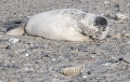 Kegelrobben-Babies-Kegelrobbenbaby-Baby-Junges-Helgoland-B_SAM0056