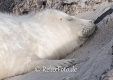 Kegelrobben-Babies-Kegelrobbenbaby-Baby-Junges-Helgoland-B_SAM0111a