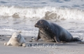 Kegelrobben-Babies-Kegelrobbenbaby-Baby-Junges-Helgoland-B_SAM0161
