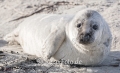 Kegelrobben-Babies-Kegelrobbenbaby-Baby-Junges-Helgoland-B_SAM0222