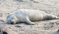 Kegelrobben-Babies-Kegelrobbenbaby-Baby-Junges-Helgoland-B_SAM0377