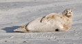 Seehund-Helgoland-B_SAM0163