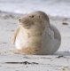 Seehund-Helgoland-B_SAM0184