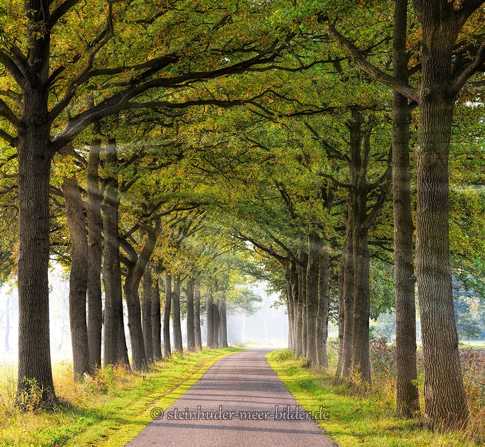Gelderland-Sonnenstrahlen-Allee-Baum-Baeume-Herbst-Niederlande-C_NIK_1124c Kopie