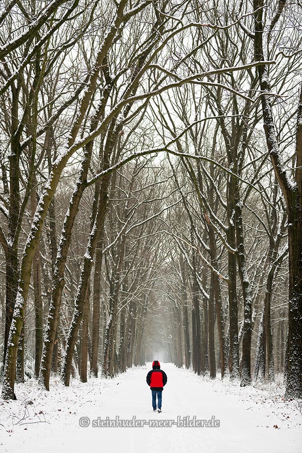 Gelderland-Winter-Alleen-Baum-Baeume-Schnee-Niederlande-C_NIK_7777 Kopie