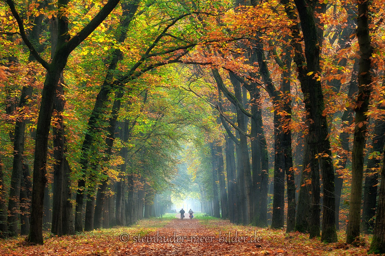 Herbst-Faerbung-Farben- Alleen-Gelderland-C_NIK_1265a Kopie