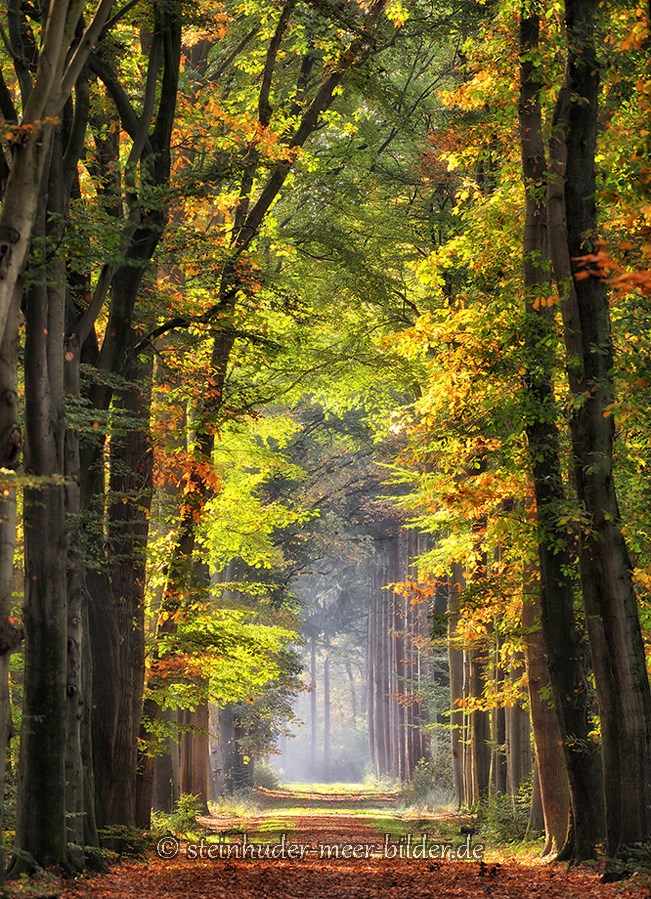 Herbst-Faerbung-Farben- Alleen-Gelderland-C_NIK_1304a Kopie