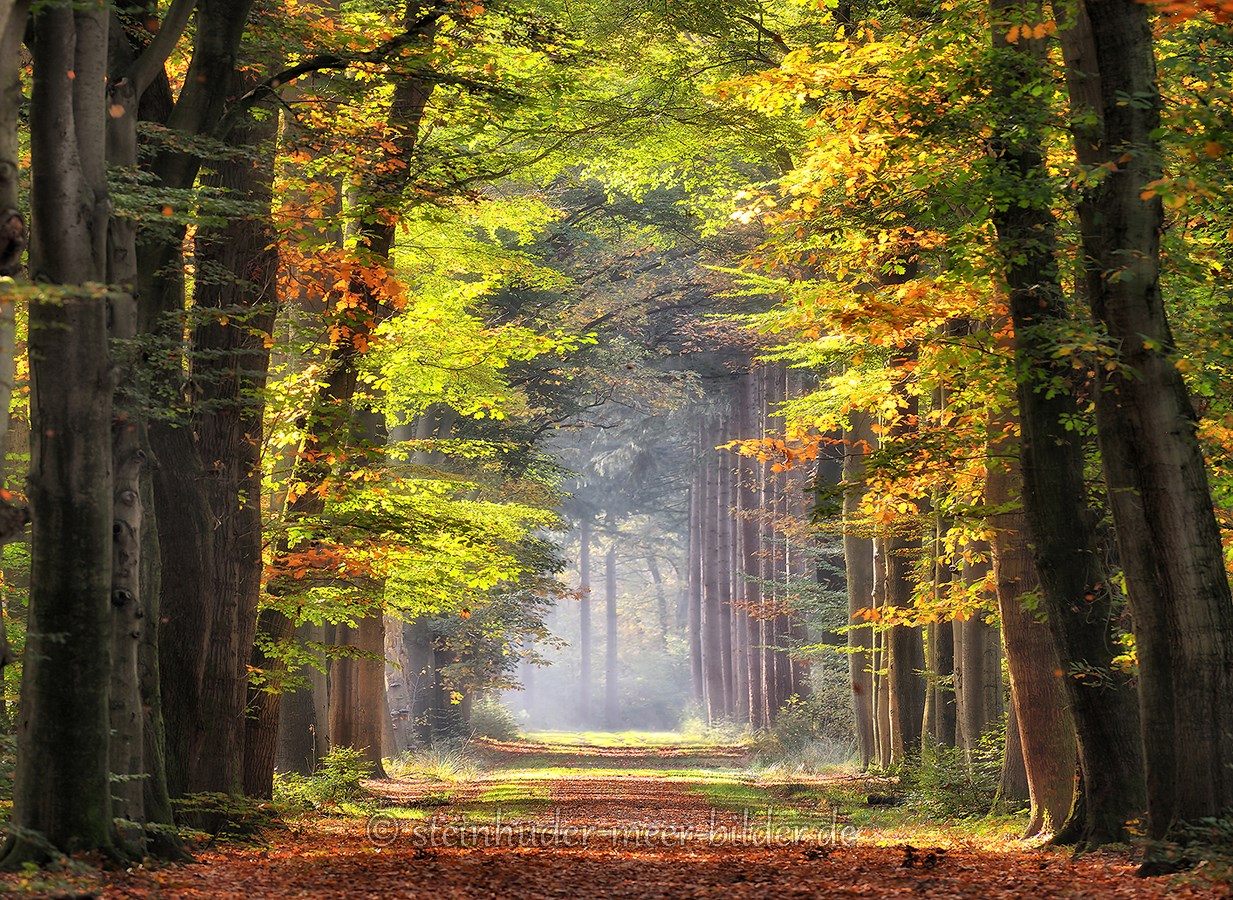 Herbst-Faerbung-Farben- Alleen-Gelderland-C_NIK_1304b