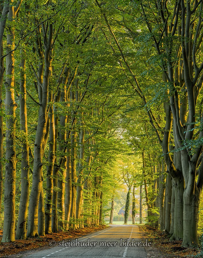 Herbst-Faerbung-Farben- Alleen-Gelderland-C_NIK_1369 Kopie