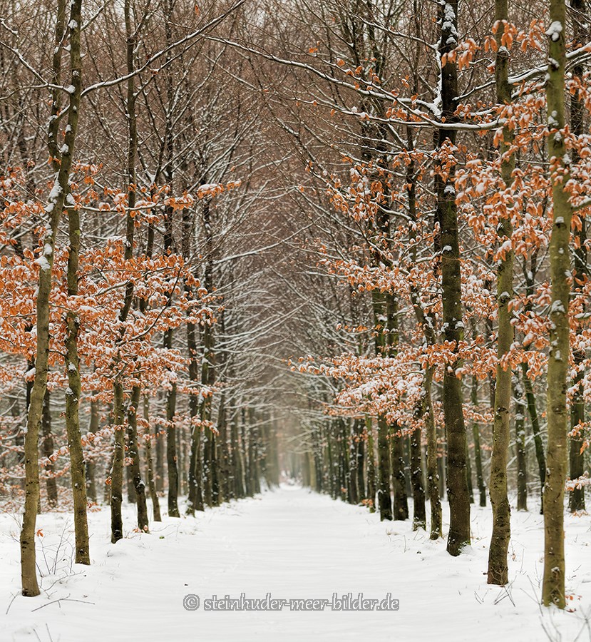 Winter-Schnee- Alleen-Gelderland-C_NIK_7759 Kopie