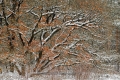 Gelderland-Niederlande-Baum-Baeume-Gelderland-Winter-Schnee-C_NIK_7991 Kopie