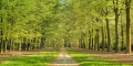 Gelderland-Sonnen-Schein-Licht-Fruehling-Gelderland-Allee-Niederlande-C_NIK_8842a Kopie