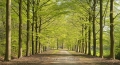 Gelderland-Sonnen-Schein-Licht-Fruehling-Gelderland-Allee-Niederlande-C_NIK_8896a Kopie