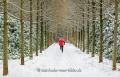 Gelderland-Winter-Alleen-Jogging-Jogger-Fitness-laufen-Laeufer-Baum-Baeume-Schnee-Niederlande-C_NIK_7918a Kopie
