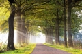Herbst-Faerbung-Farben- Alleen-Gelderland-C_NIK_1117b Kopie